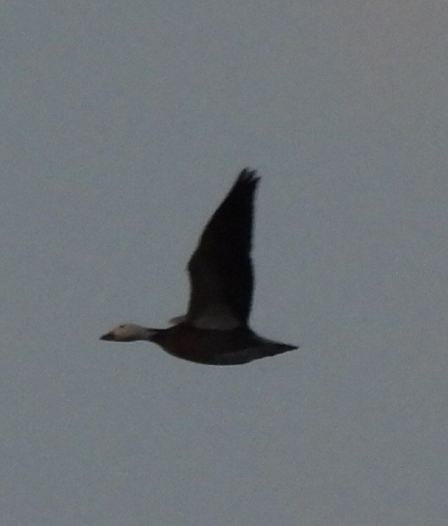 Snow Goose - ML646378735