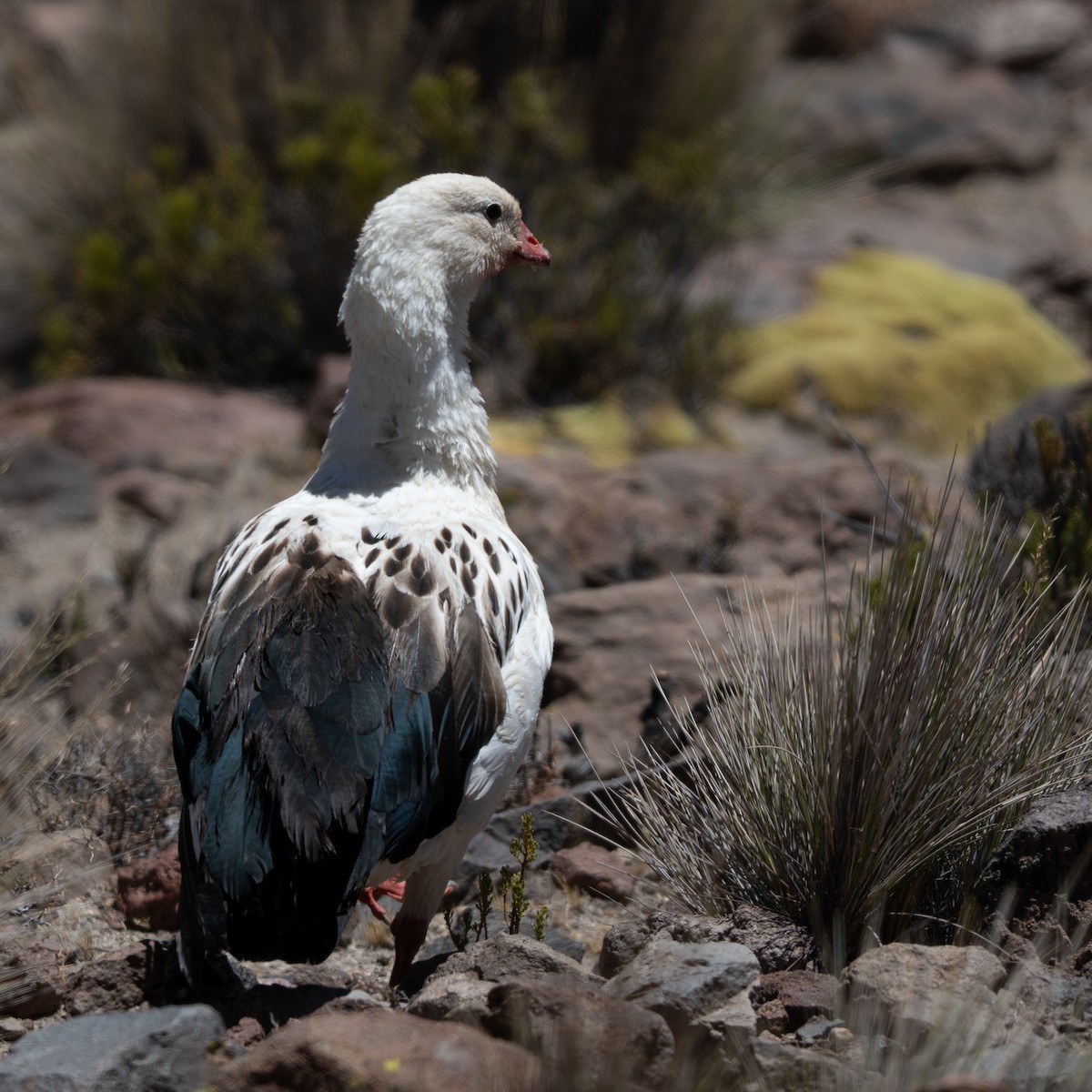 Andean Goose - ML646378738