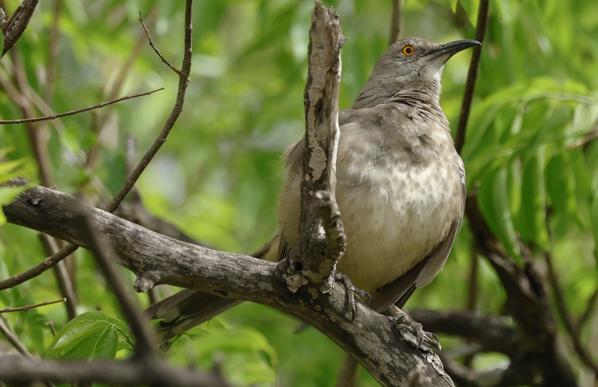 Curve-billed Thrasher - ML646378739