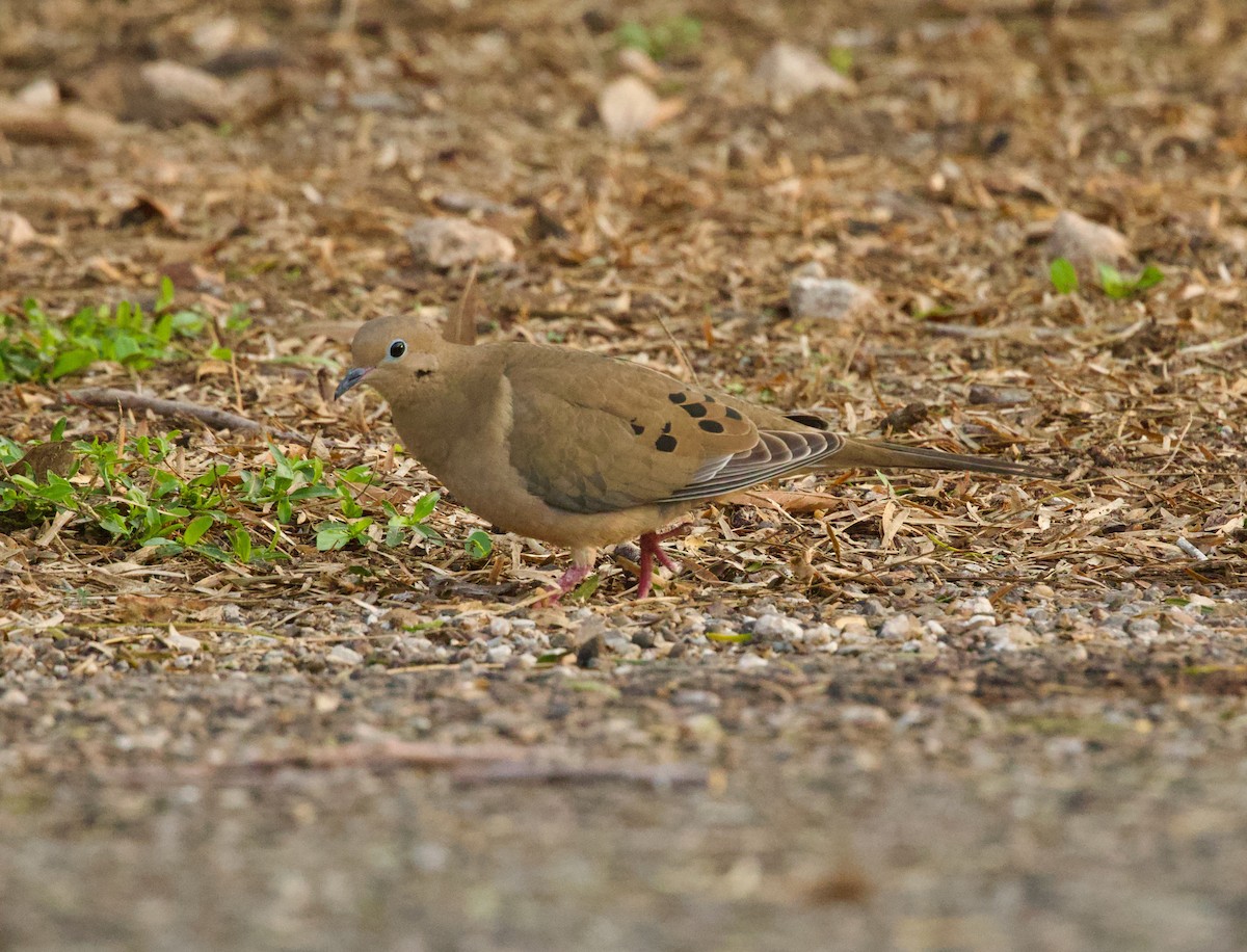 Mourning Dove - ML646378740