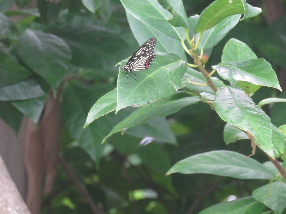 Red Ring Skirt - ML646378744