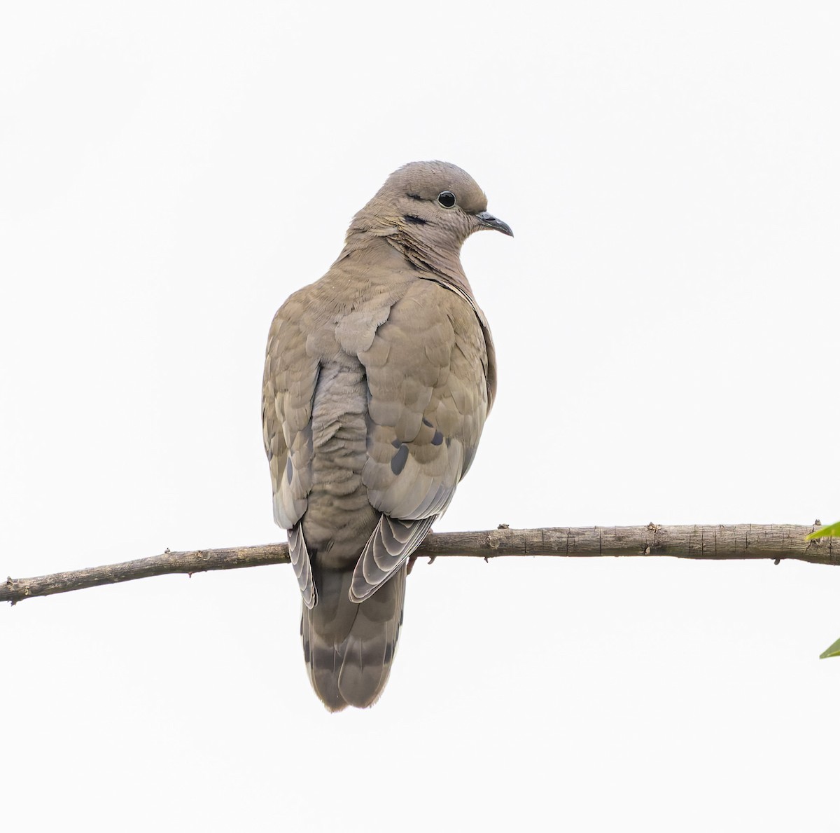 Eared Dove - ML646378746