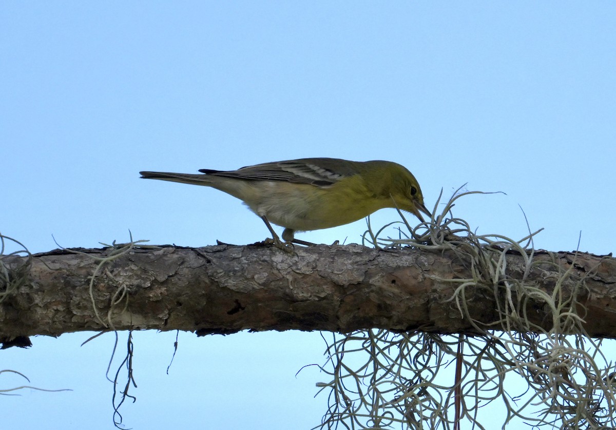 Pine Warbler - ML646378747