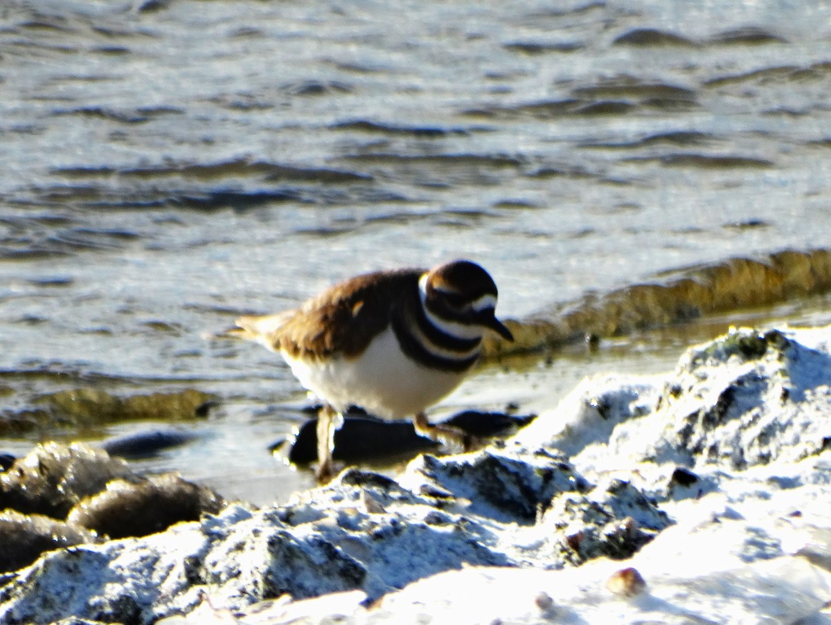 Killdeer - ML646378748
