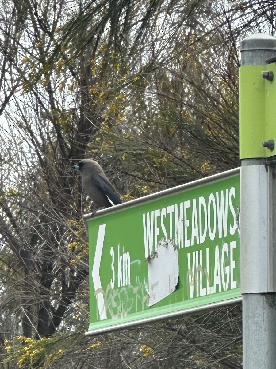Dusky Woodswallow - ML646378749