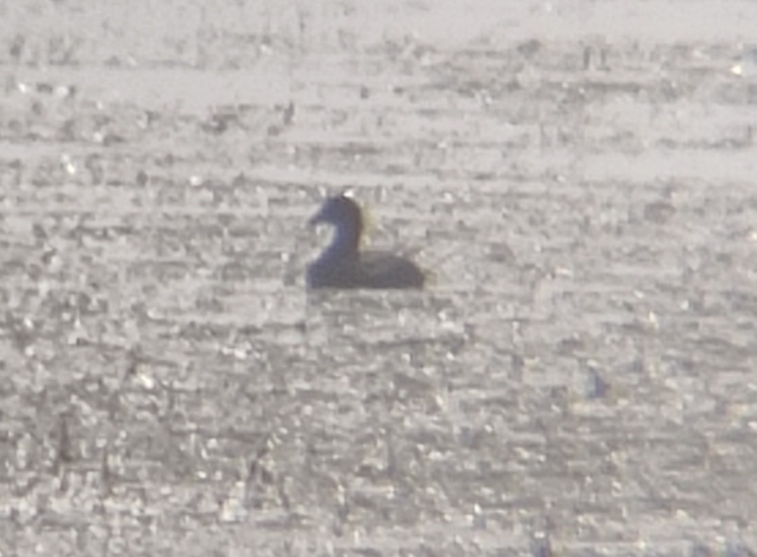 Lesser Whistling-Duck - ML646378750