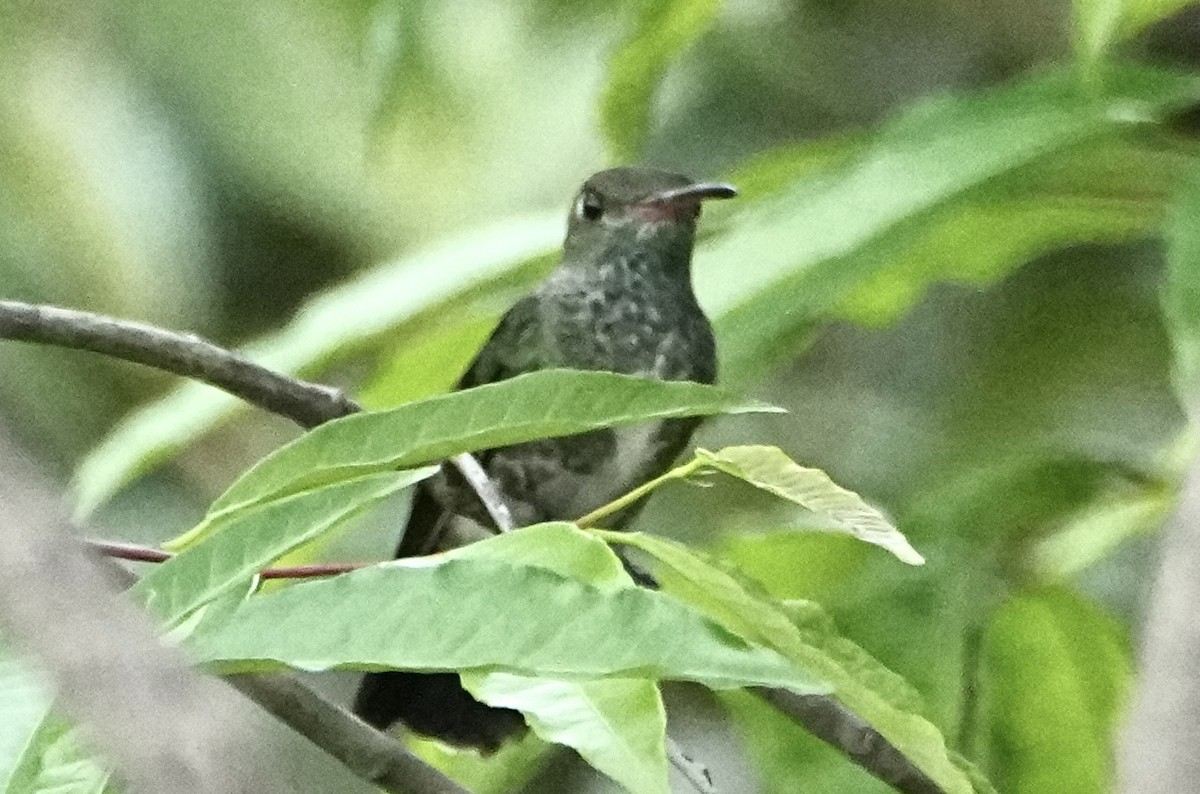 Glittering-throated Emerald - ML646378751