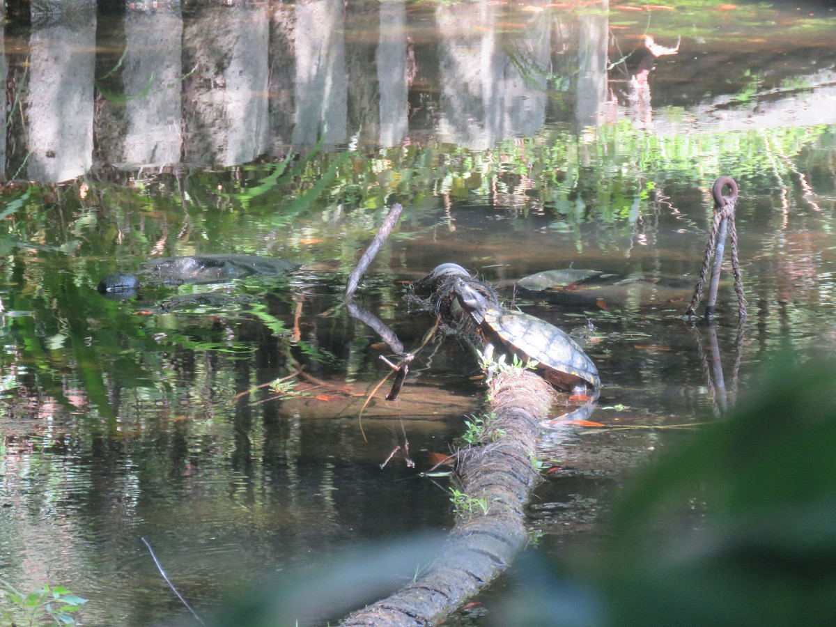 Pond Slider - ML646378752