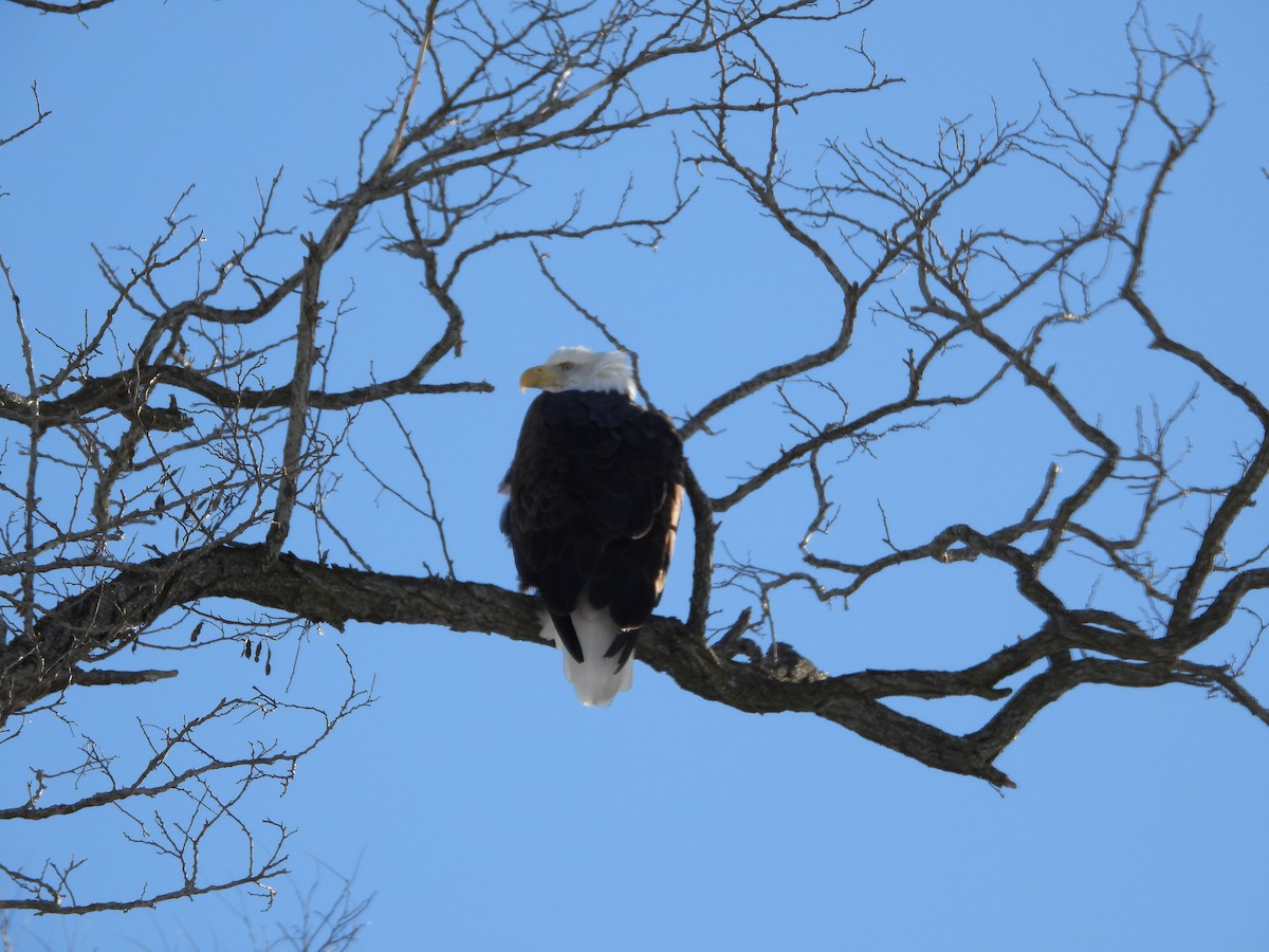 Bald Eagle - ML646378756