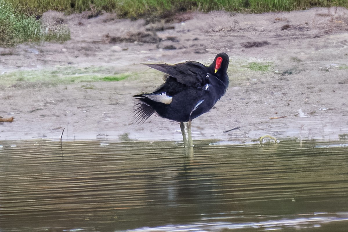 סופית - ML646378759