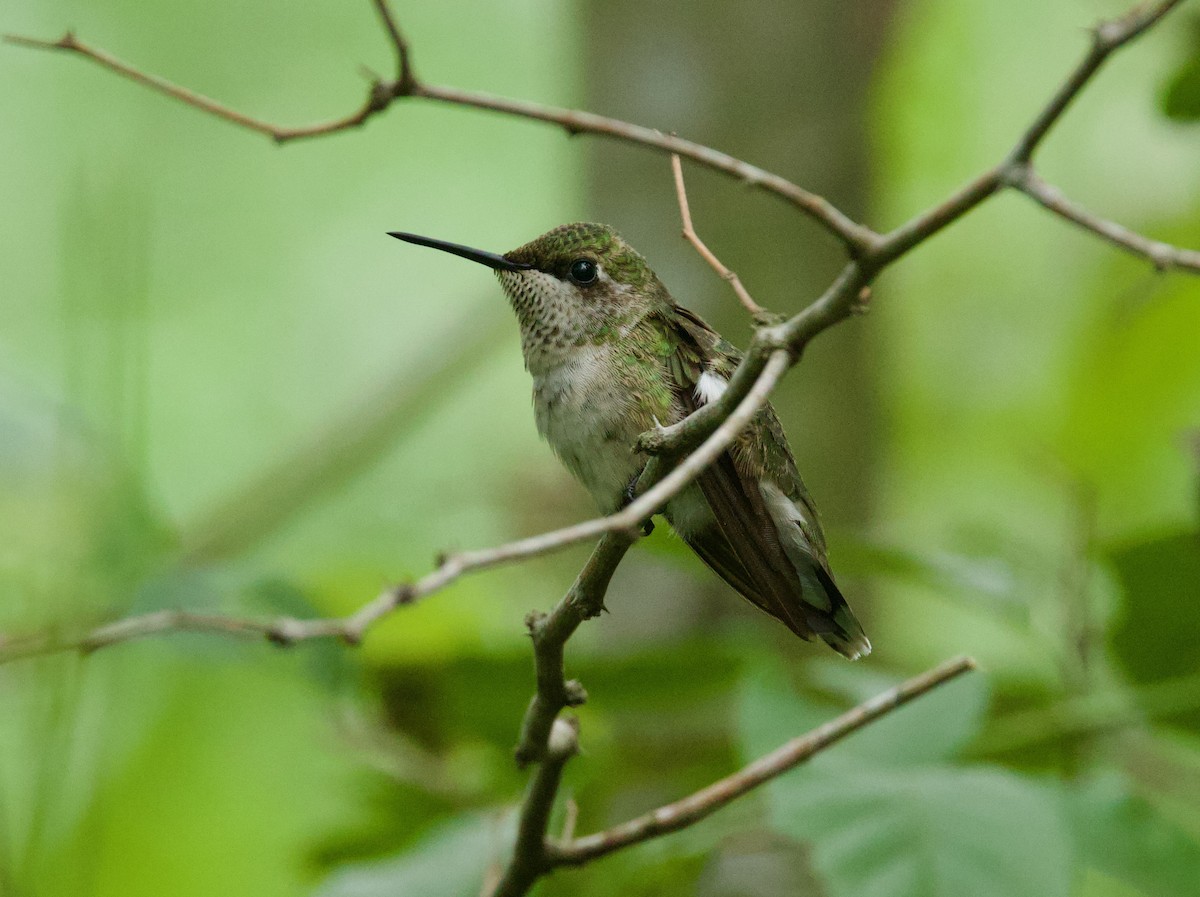 Ruby-throated Hummingbird - ML646378760