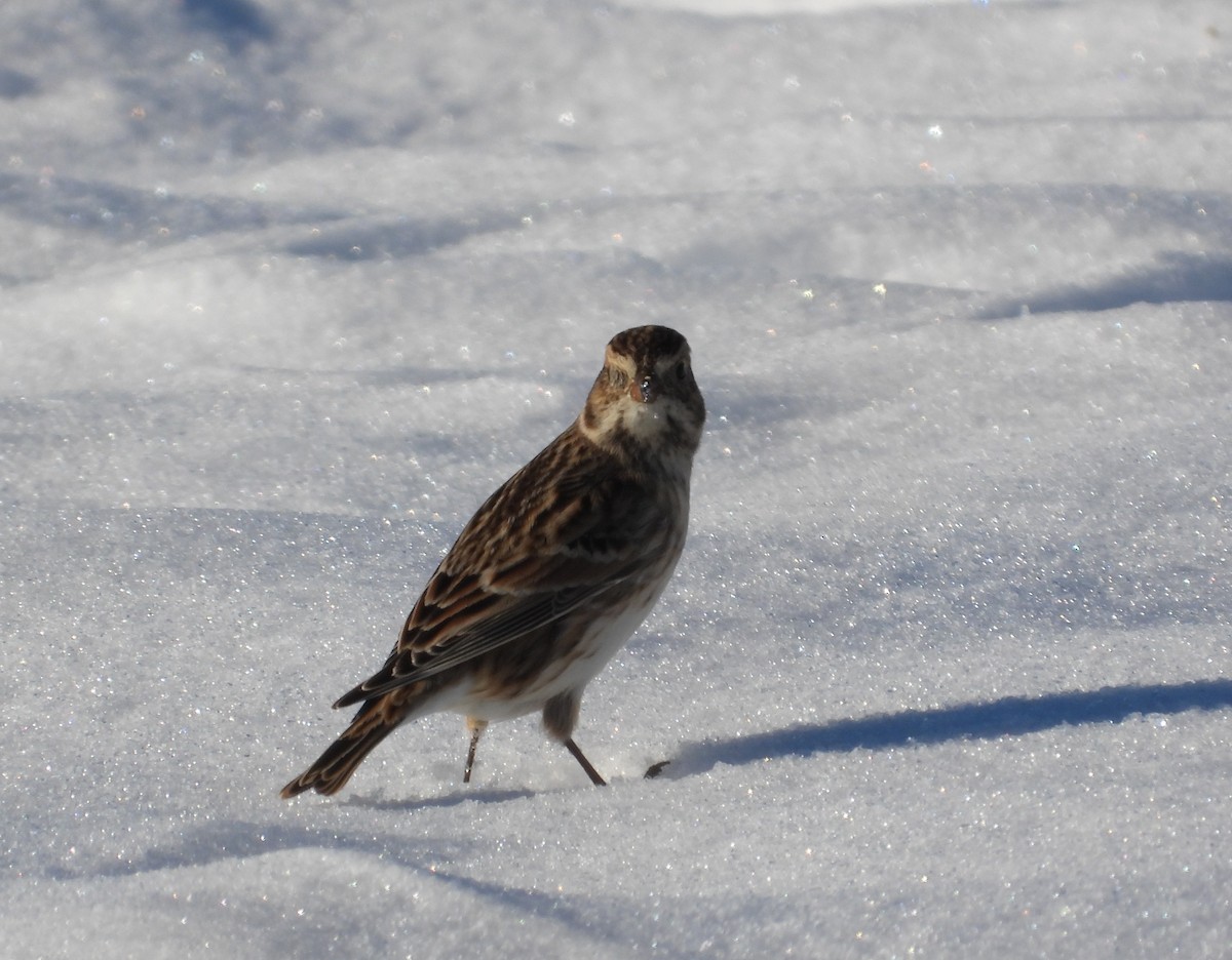 Lapland Longspur - ML646378762