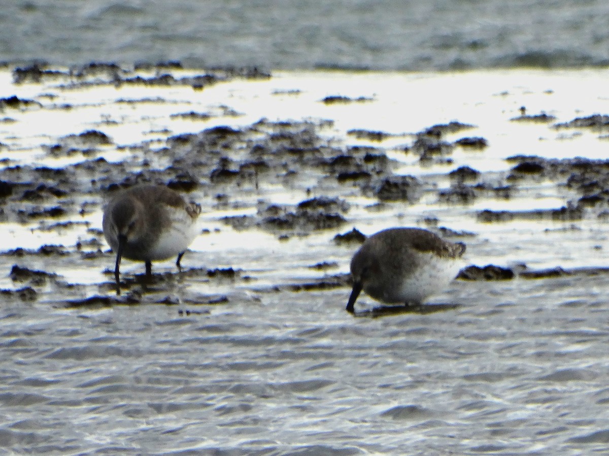 Dunlin - ML646378763