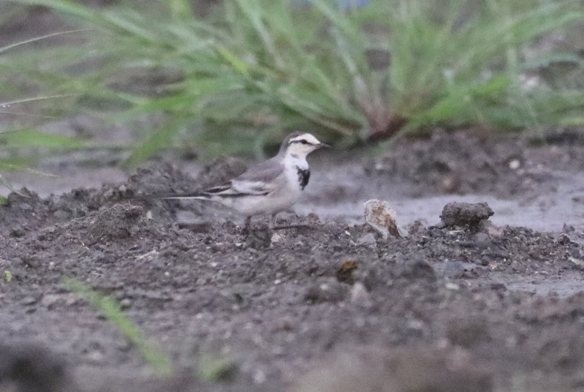 Ballerina bianca - ML646378764