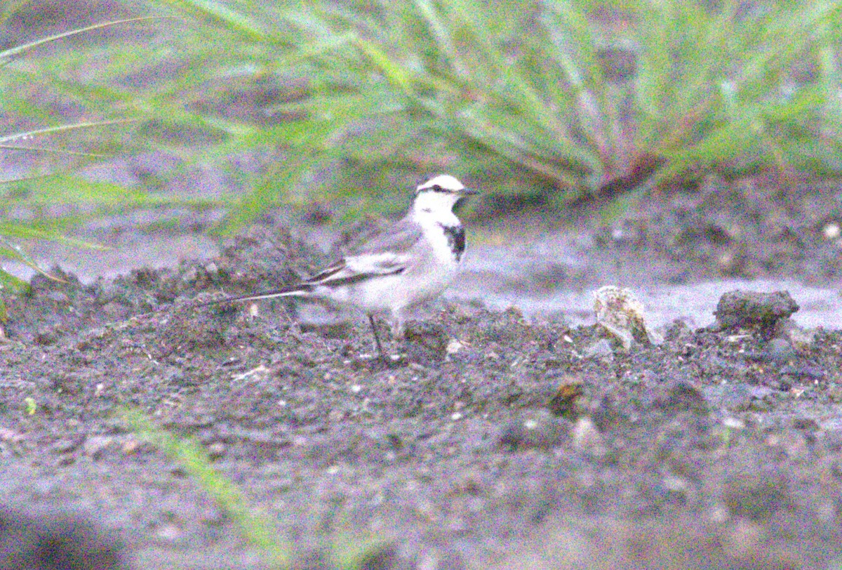 Ballerina bianca - ML646378765