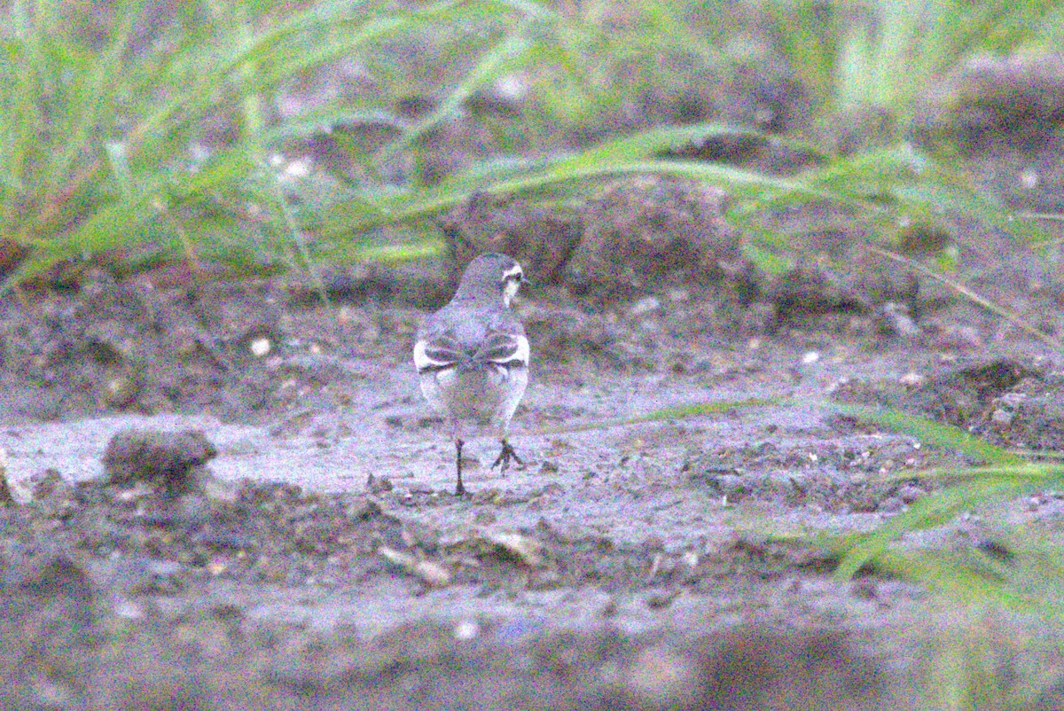 Ballerina bianca - ML646378766