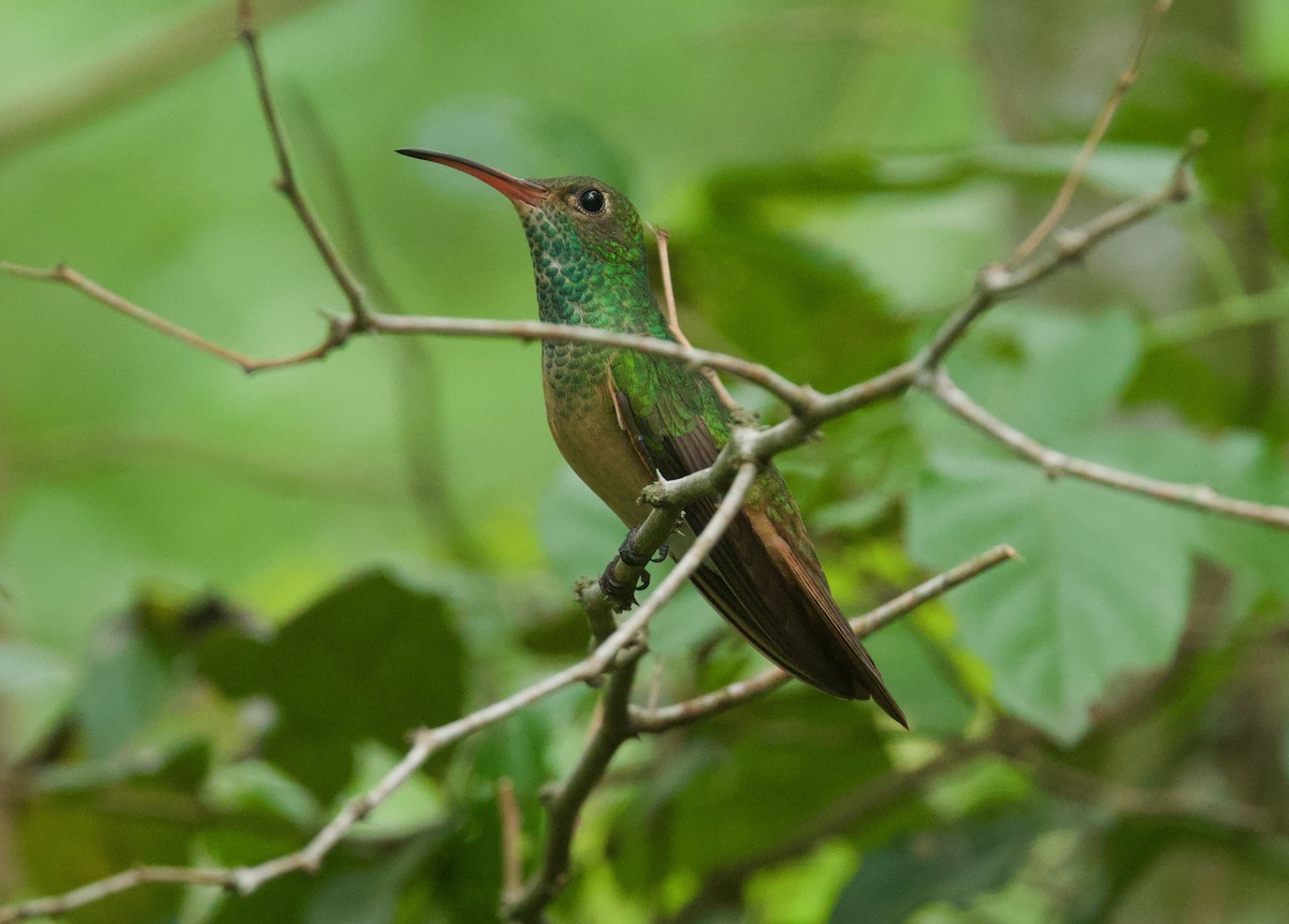 Buff-bellied Hummingbird - ML646378767