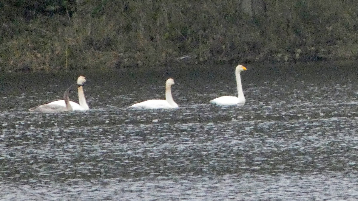 Whooper Swan - ML646378768