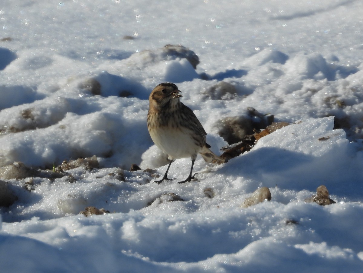 Lapland Longspur - ML646378769