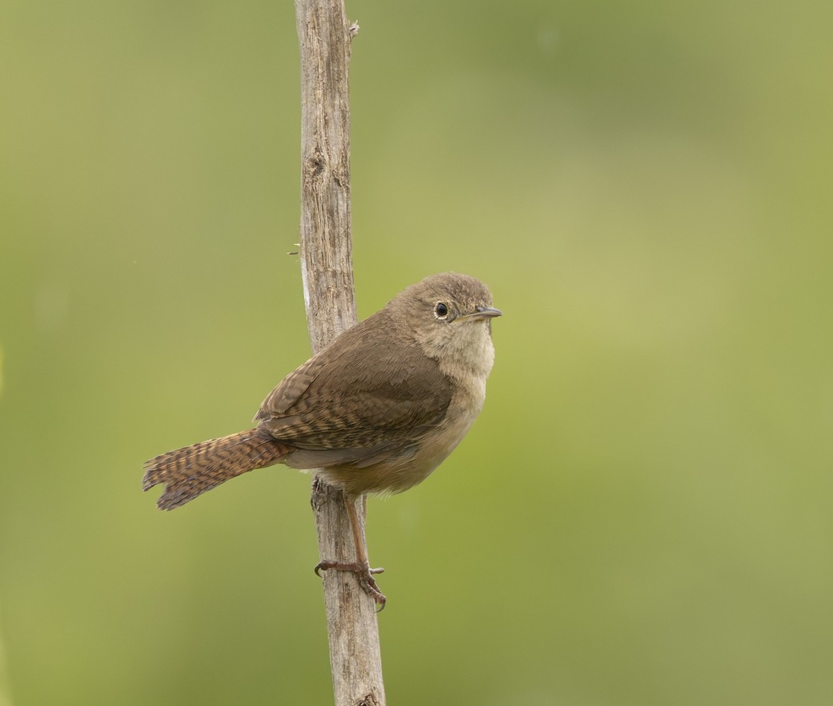 Southern House Wren - ML646378770