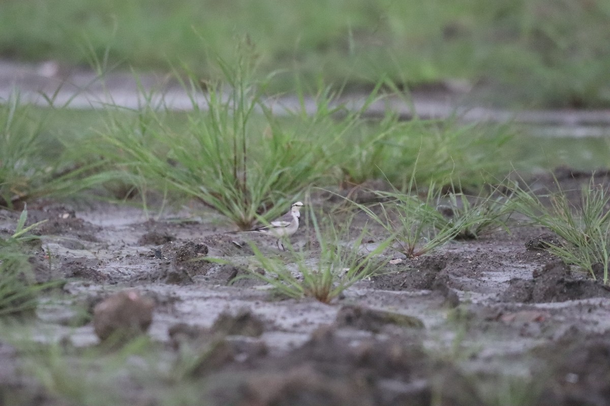 Ballerina bianca - ML646378774