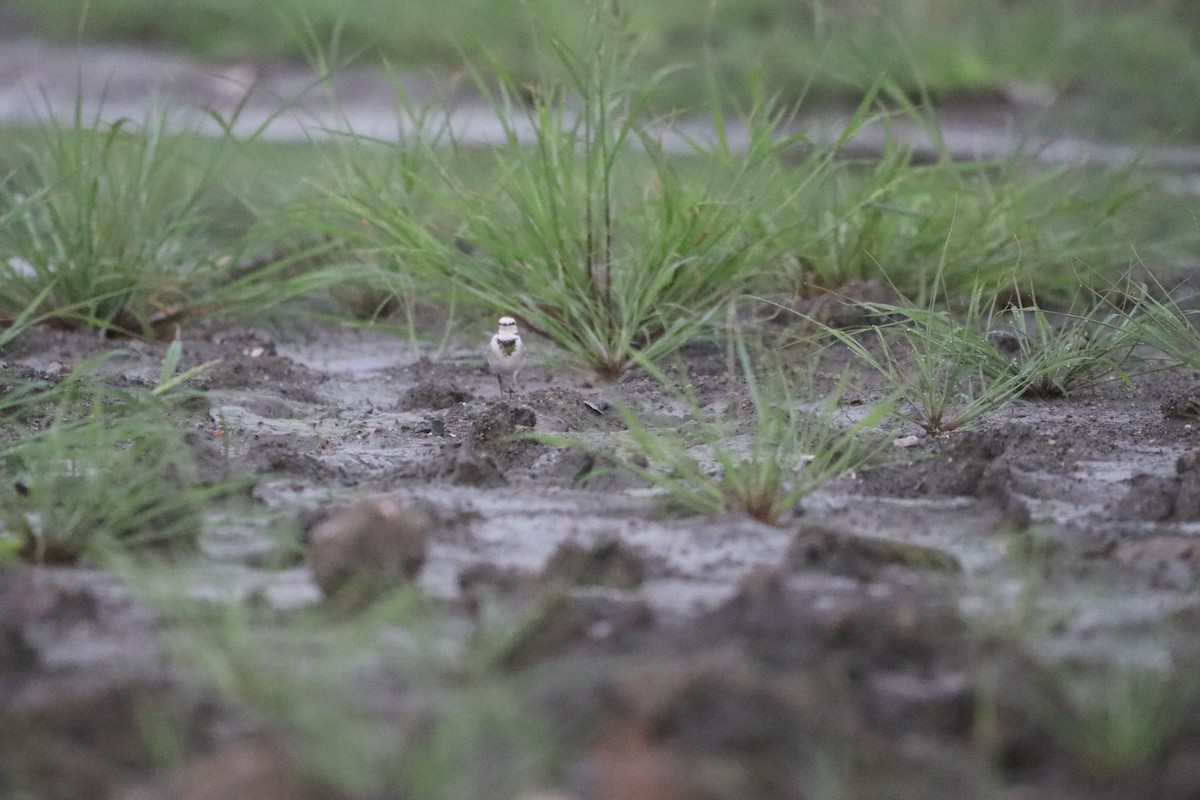 Ballerina bianca - ML646378775