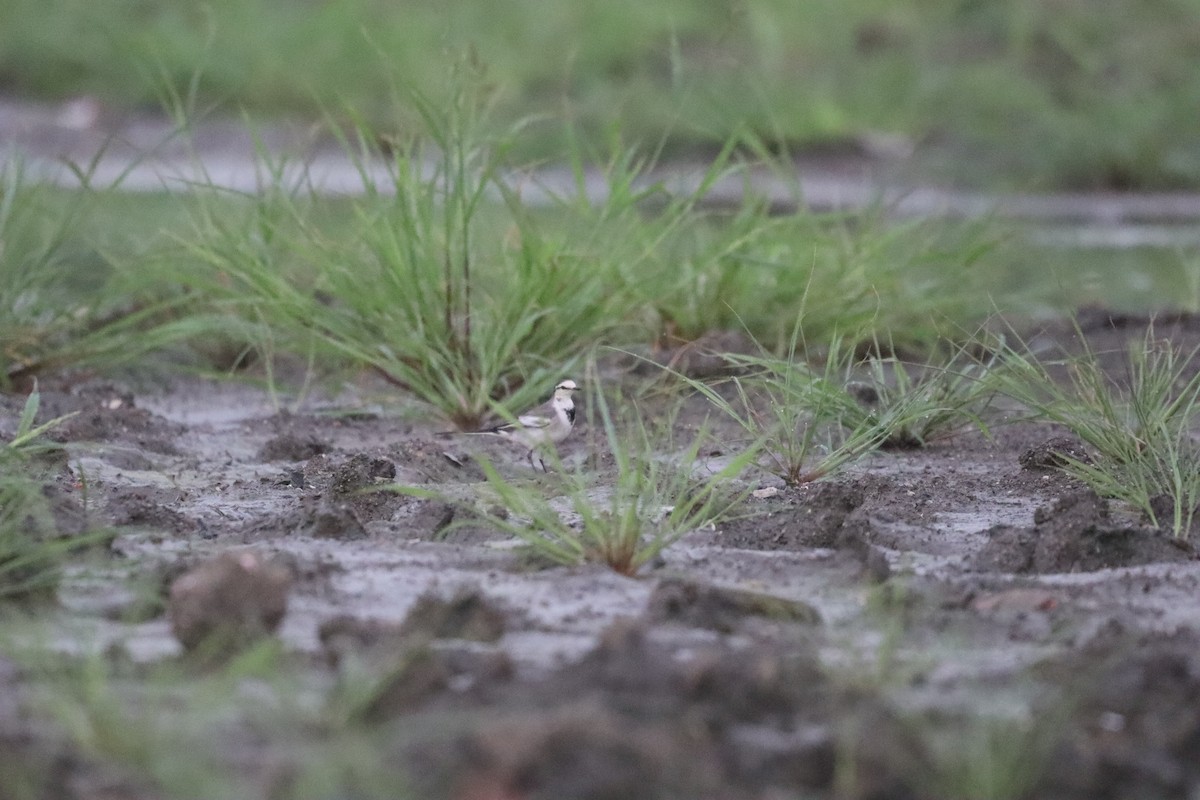 Ballerina bianca - ML646378776