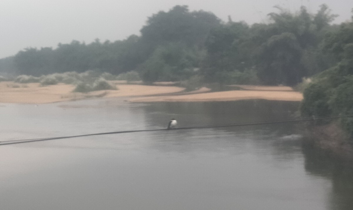 Wire-tailed Swallow - ML646378781