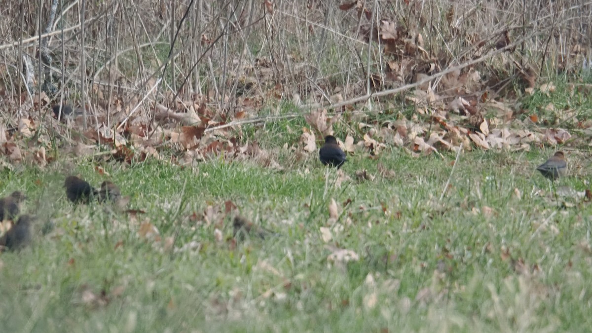 Rusty Blackbird - ML646378783