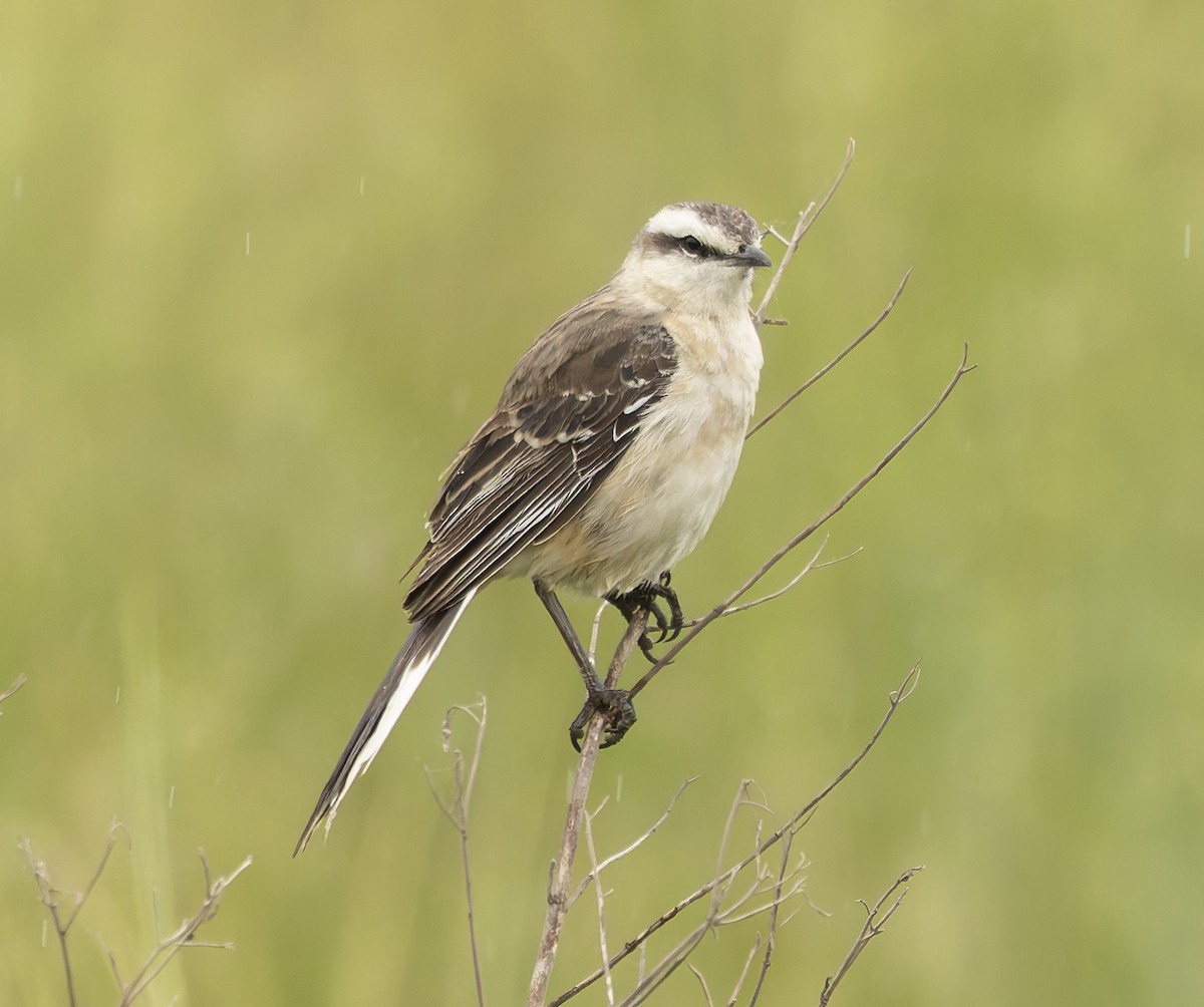 Chalk-browed Mockingbird - ML646378784