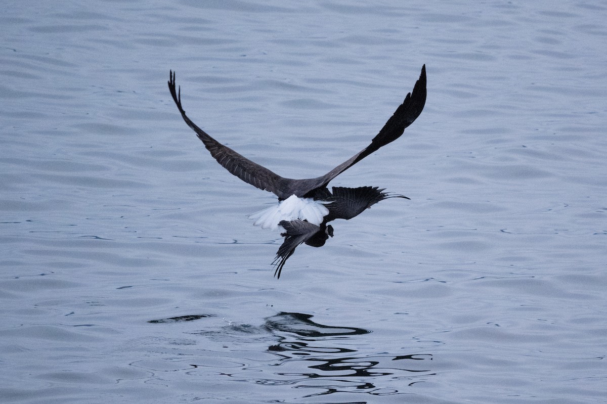 Bald Eagle - ML646378785