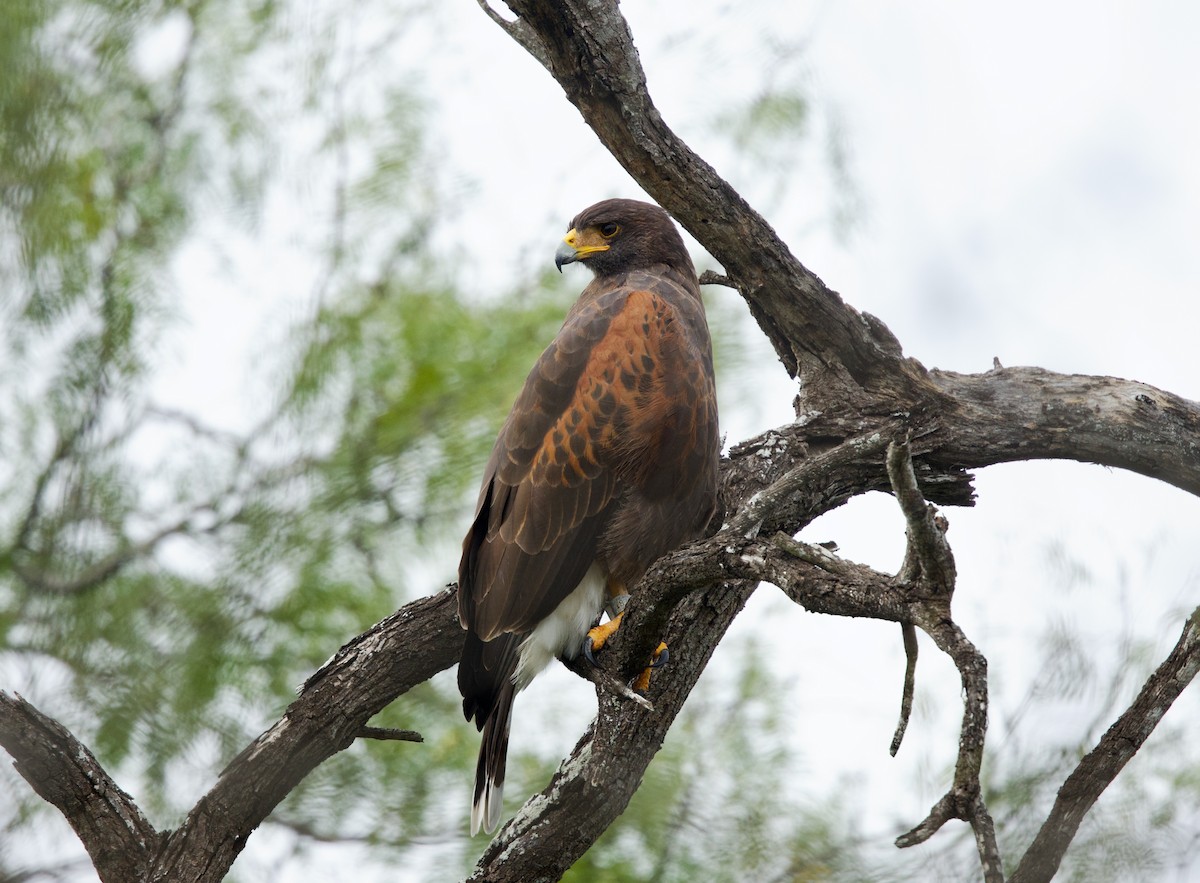 Harris's Hawk - ML646378787