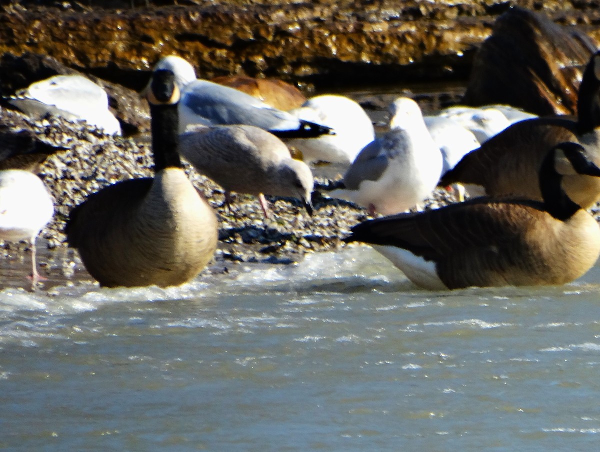 Iceland Gull - ML646378788