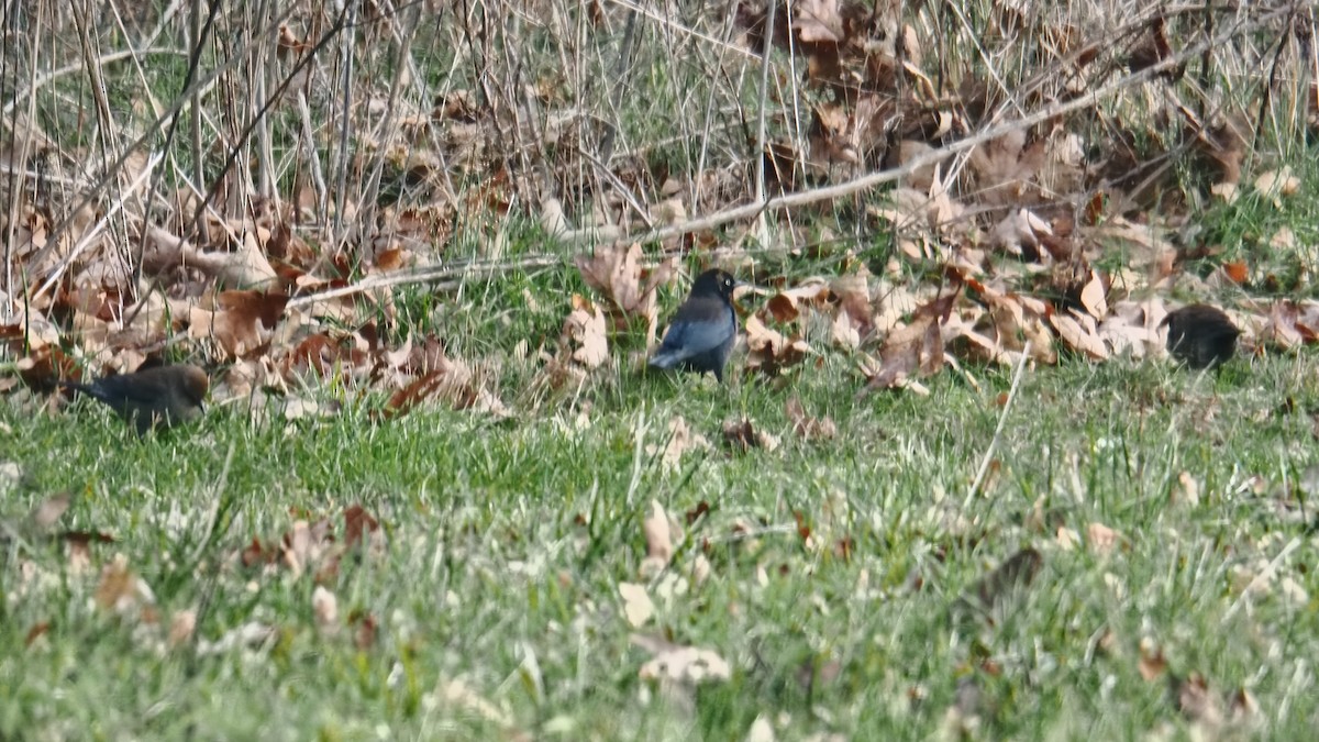 Rusty Blackbird - ML646378794