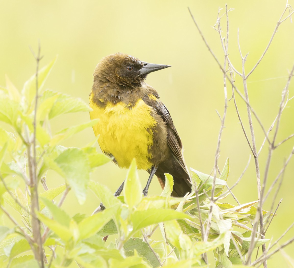 Brown-and-yellow Marshbird - ML646378795
