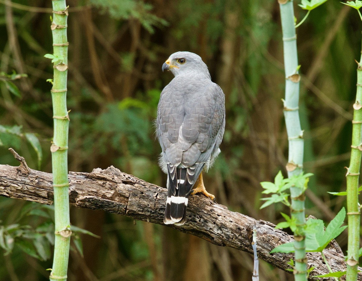 Gray Hawk - ML646378797