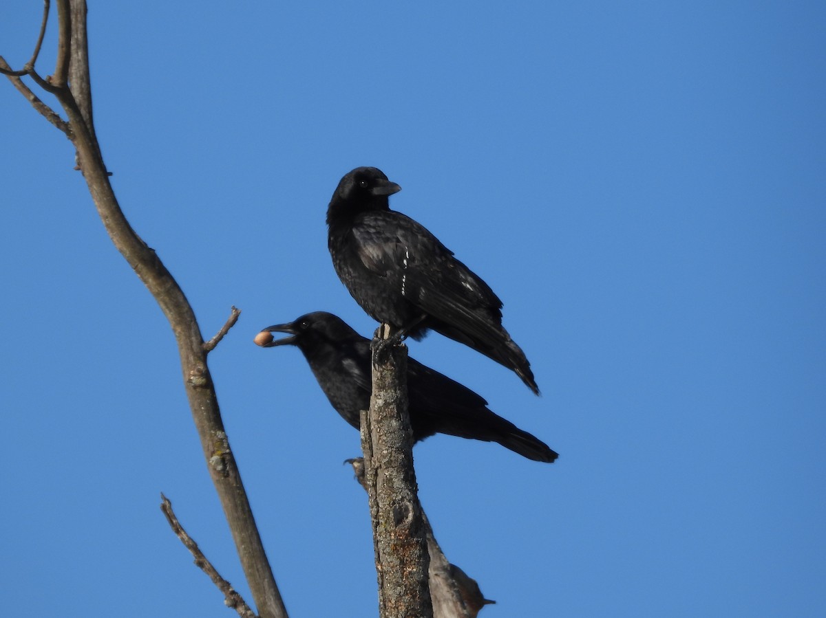 American Crow - ML646378798