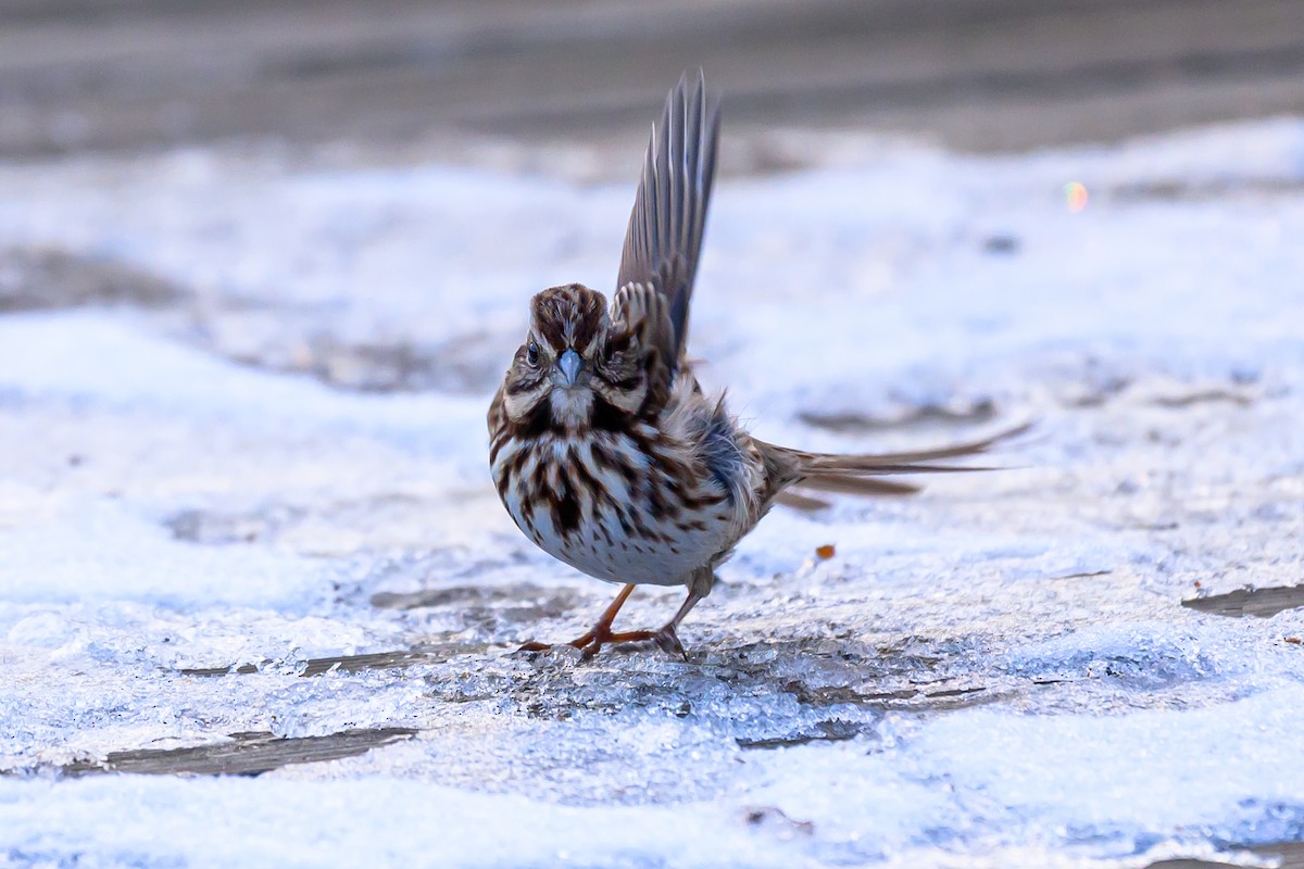 Song Sparrow - ML646378800