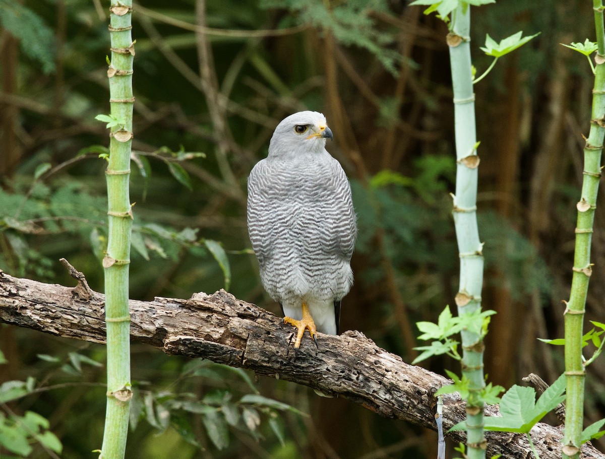Gray Hawk - ML646378801