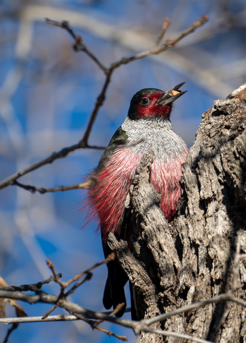 Lewis's Woodpecker - ML646378802