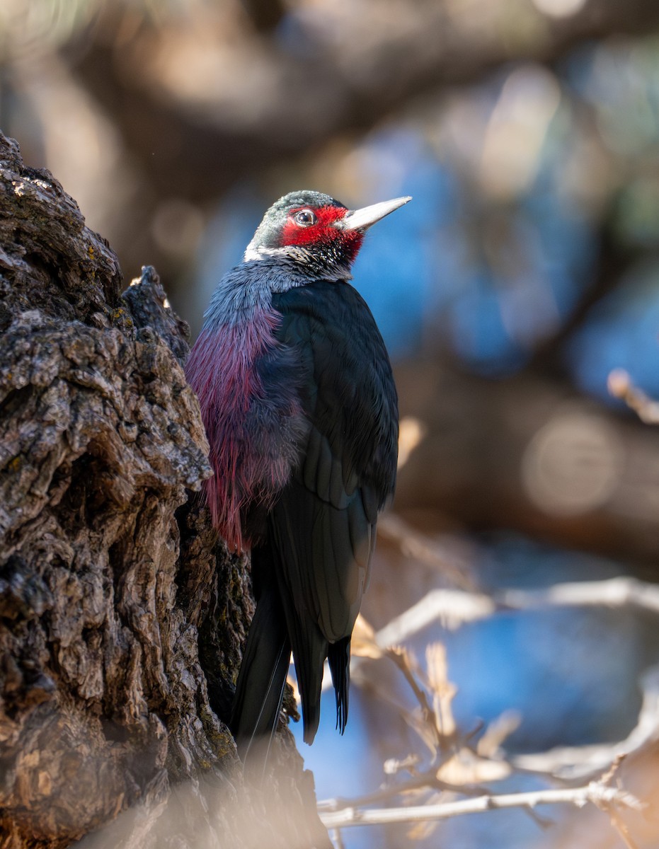 Lewis's Woodpecker - ML646378803
