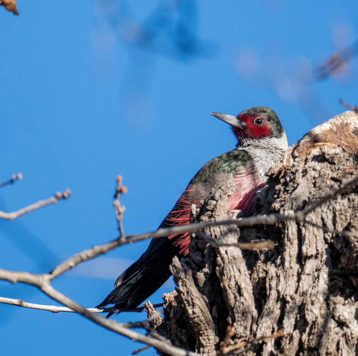 Lewis's Woodpecker - ML646378804