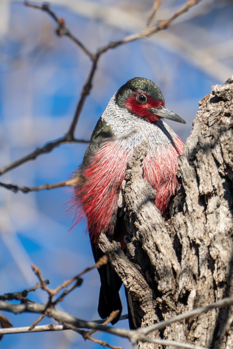 Lewis's Woodpecker - ML646378805