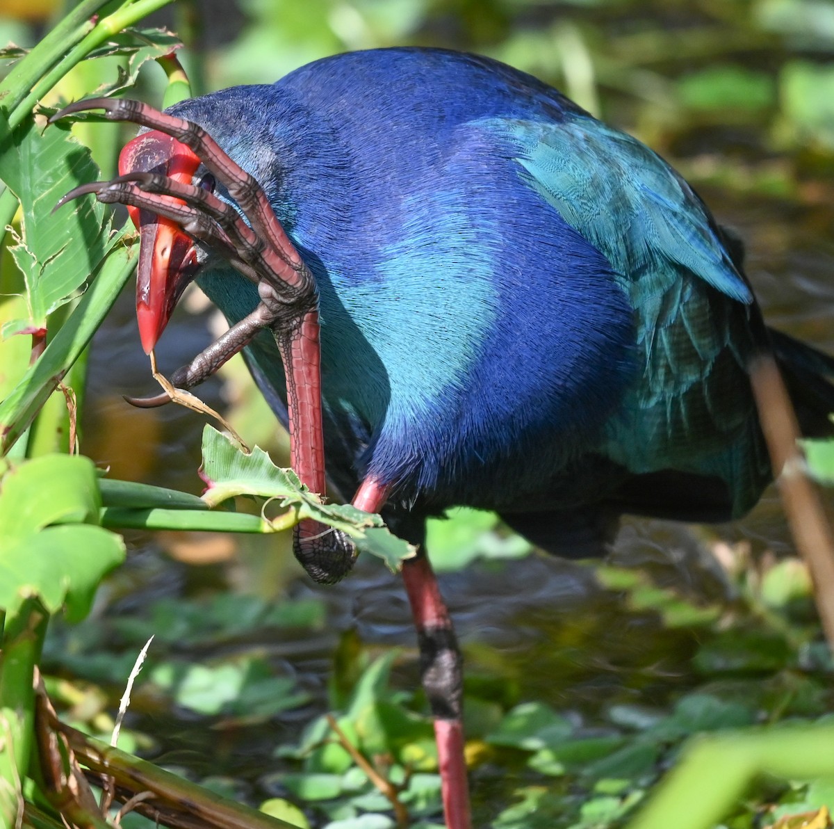 Gray-headed Swamphen - ML646378809