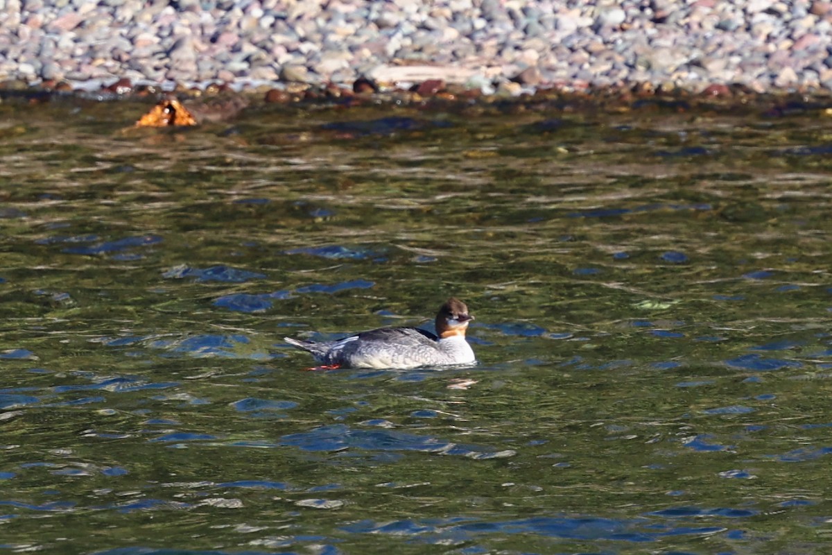 Common Merganser - ML646378812