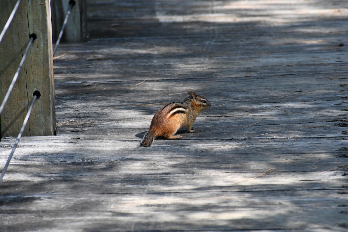 Eastern Chipmunk - ML646378813