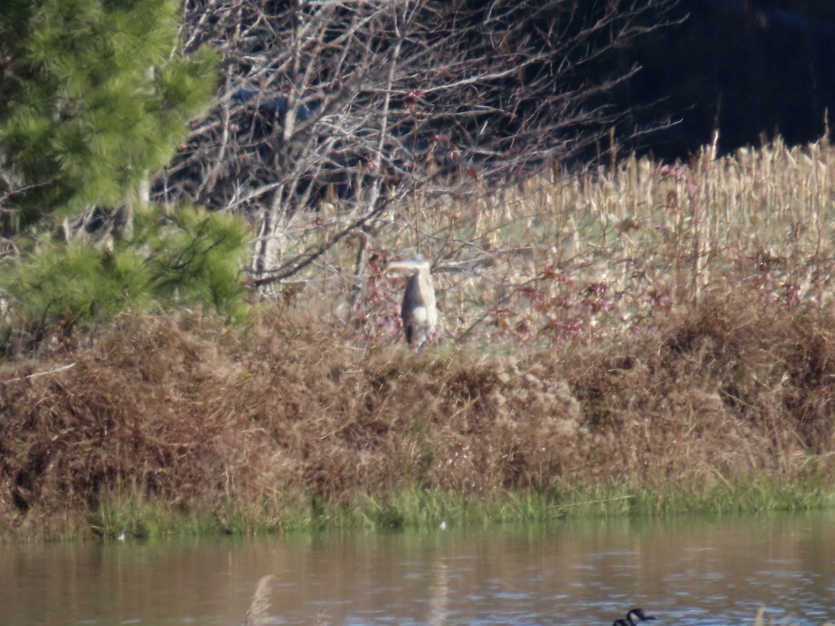 Great Blue Heron (Great Blue) - ML646378814