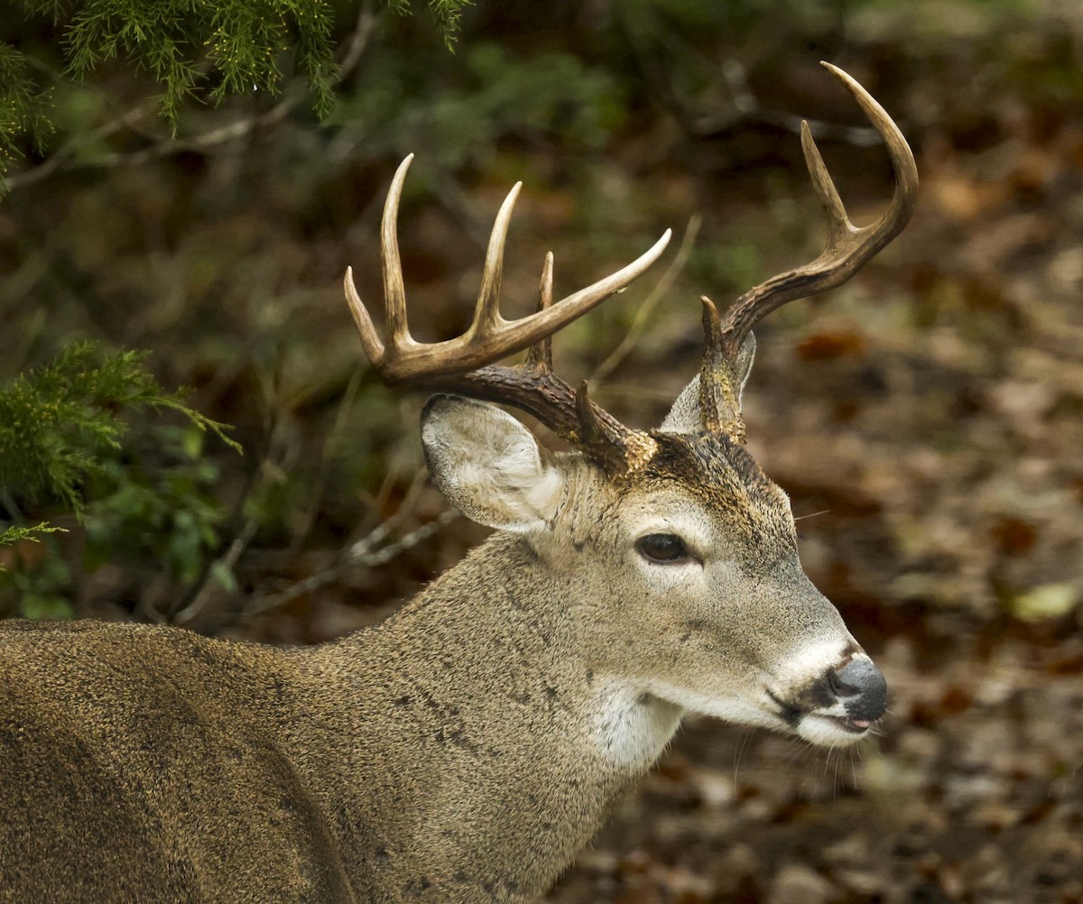 Animaux - ML646378817