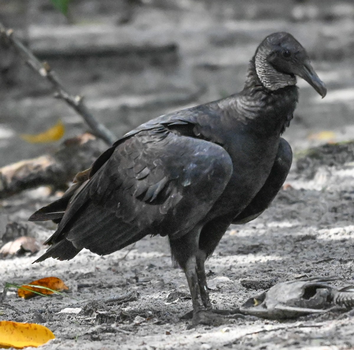 Black Vulture - ML646378818