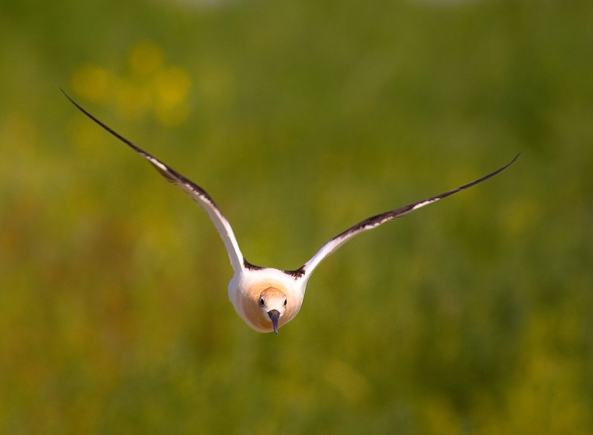 American Avocet - ML646378819